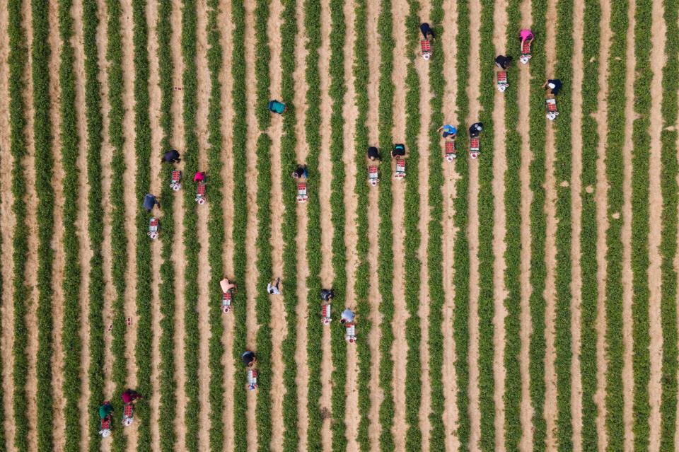 Erntehelfer pflücken anlässlich der Eröffnung der Erdbeersaison auf einem Feld Erdbeeren. - Copyright: picture alliance/dpa | Sebastian Kahnert