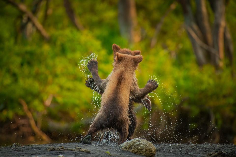 Two bears facing each other, looking like they're dancing.