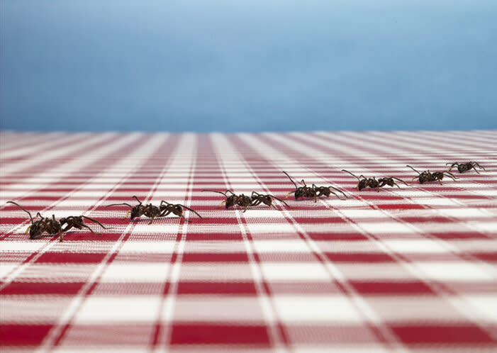 How to get rid of ants, according to an entomologist (Photo: Getty)