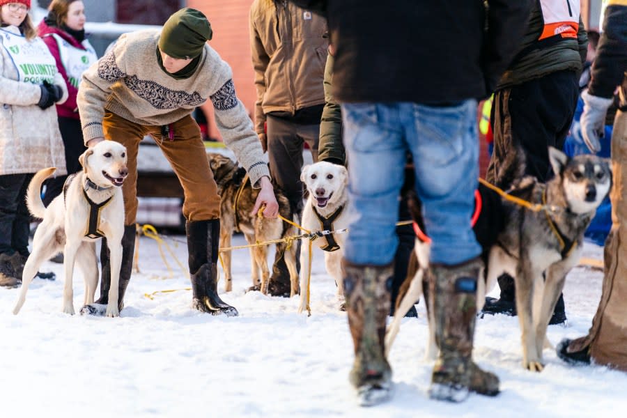 The start of the Copper Dog 150 sled dog race in downtown Calumet, Michigan.