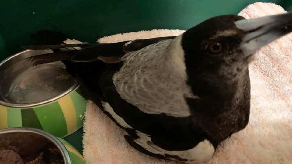 A magpie that was ill is showing signs of improvement.