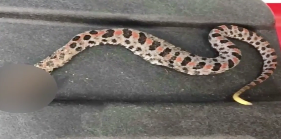 Pygmy rattlesnakes are commonly found in Florida. Source: News 4 Jax