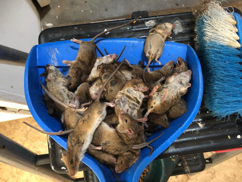 Dead mice are seen at a property in Coonamble in central west NSW, Tuesday, February 2, 2021.