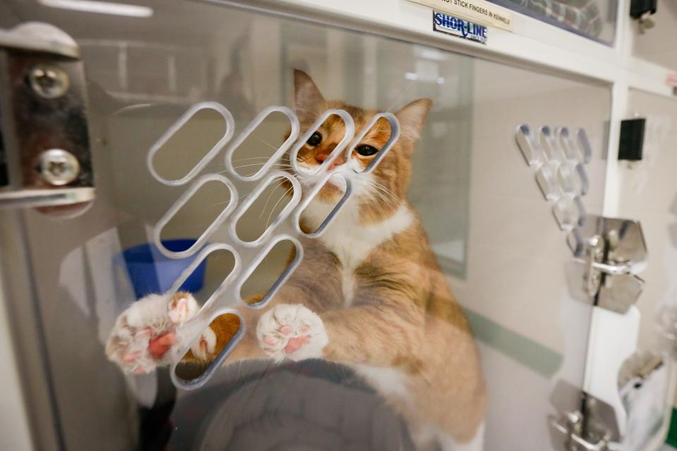 An orange and white cat begs for attention at the Humane Society of Southwest Missouri.