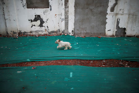 A dog runs on the remains of old houses covered with a green net in Guangfuli neighbourhood in Shanghai China, April 18, 2016. REUTERS/Aly Song