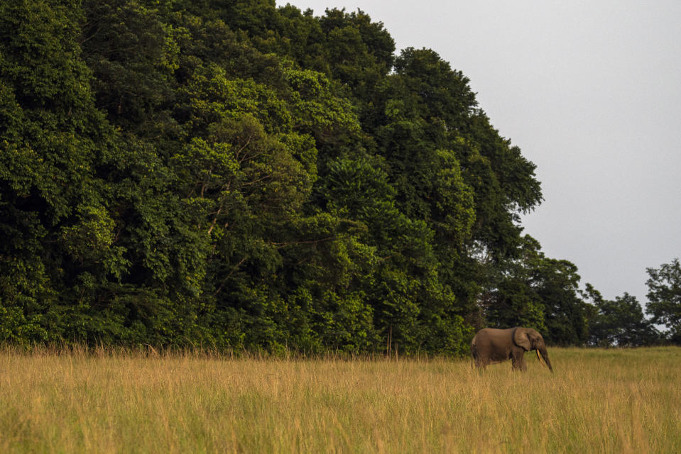 A forest elephant steps out of the forest in Gabon's Pongara National Park forest, on March 12, 2020. Gabon holds about 95,000 African forest elephants, according to results of a survey by the Wildlife Conservation Society and the National Agency for National Parks of Gabon, using DNA extracted from dung. Previous estimates put the population at between 50,000 and 60,000 or about 60% of remaining African forest elephants. (AP Photo/Jerome Delay)