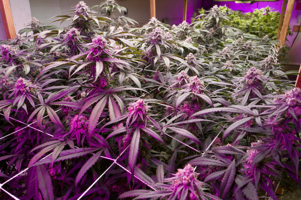 FILE - This Monday, May 20, 2019 file photo shows mature marijuana plants flowering prior to harvest under artificial lights at Loving Kindness Farms in Gardena, Calif. California's legal pot market is growing, just not as fast as once expected. The state pulled in $74 million in cannabis excise taxes between April and June, after the Newsom administration in May sharply scaled back projected tax dollars from the shaky legal market. The figure released Thursday, Aug. 22, 2019, marked an increase from the first quarter, when excise tax collections hit $61 million. (AP Photo/Richard Vogel)