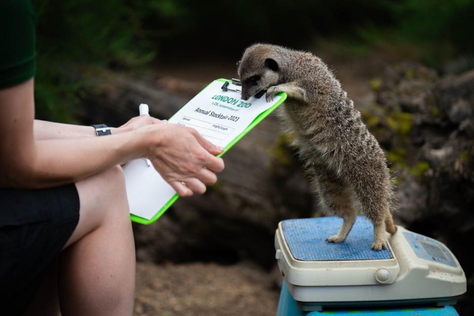 Meerkats peeked over at the results of their weigh-in (PA)