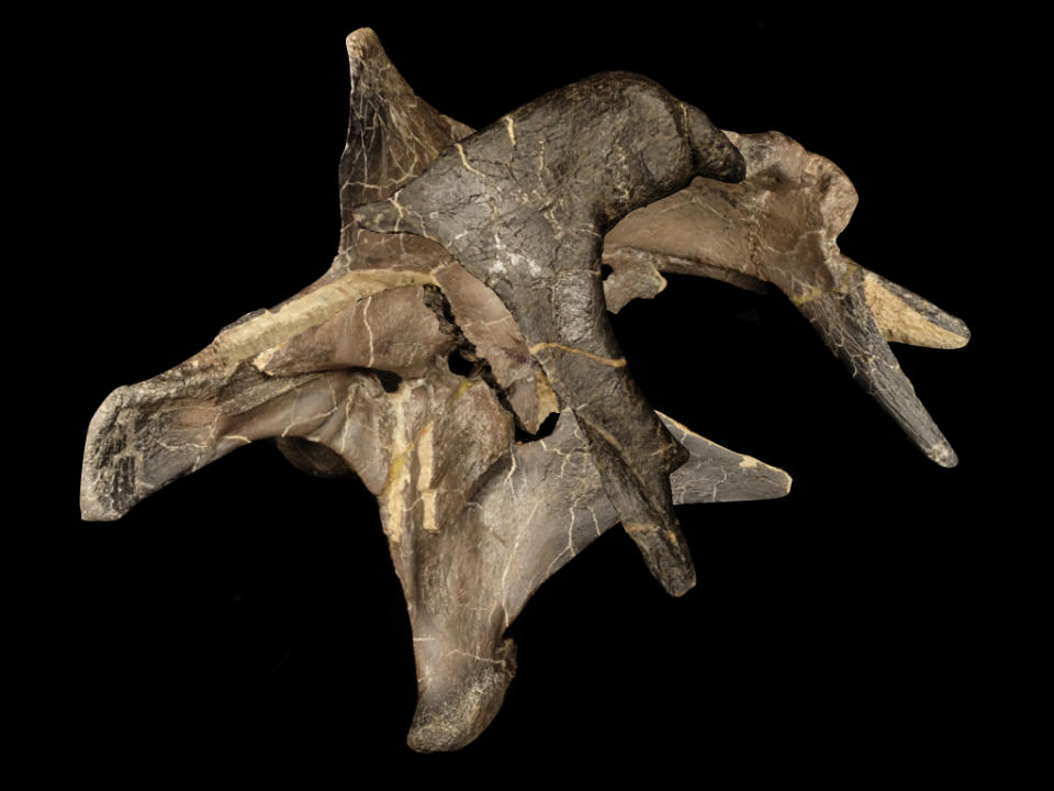 Ceratosuchops braincase