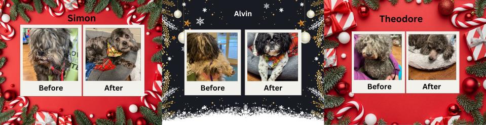 In before and after comparisons, three dogs that were abandoned at Sachs Covered Bridge in Gettysburg are seen getting makeovers by the staff at the Adams County SPCA.