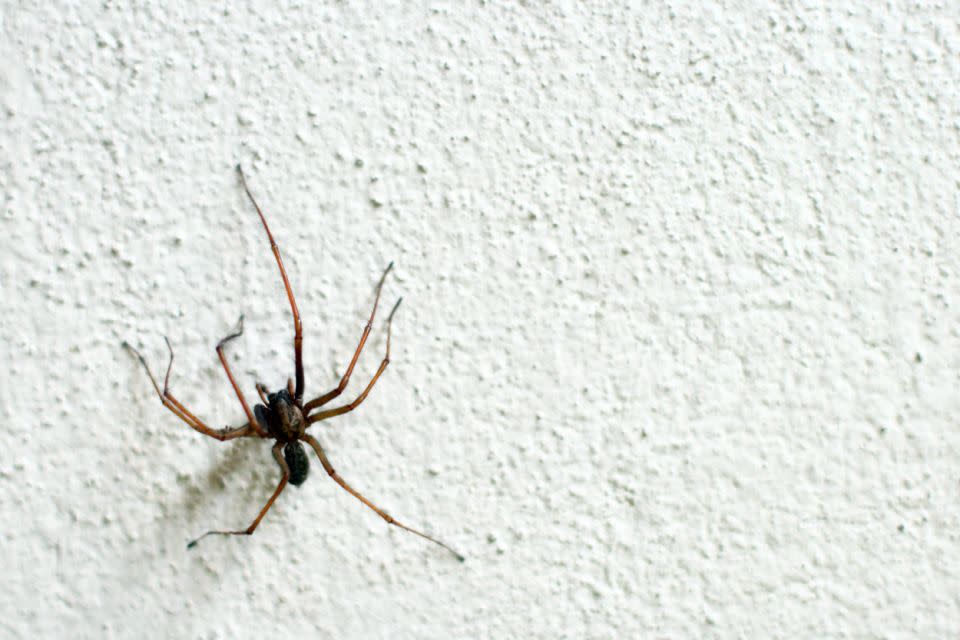 A simply peppermint oil spray will see spiders flee. Photo: Getty