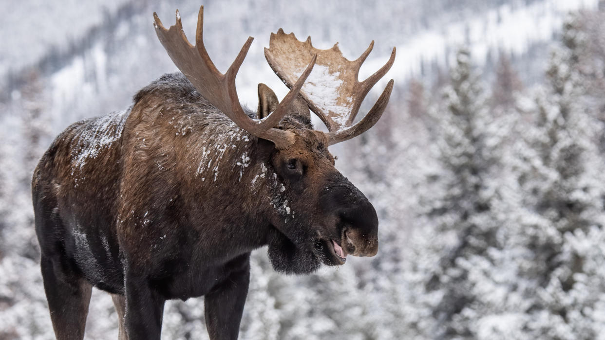  Bull moose in snow, Canada. 