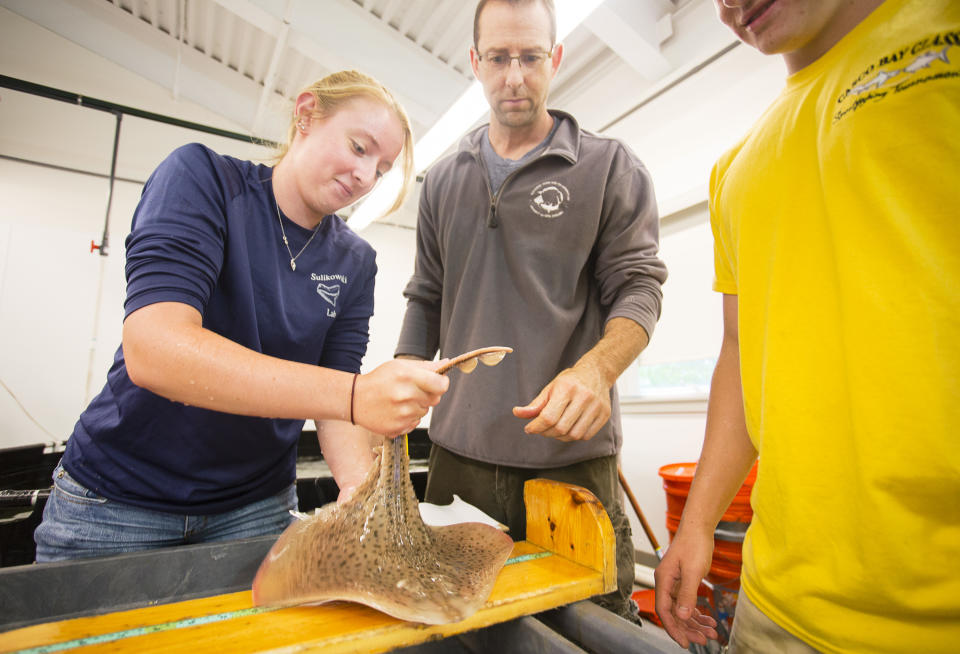 University of New England marine science senior Melanie Kolacy places a skate on a measuring table in the schools , as Professor James Sulikowski looks on at center, in the schools Marine Sciences Center in Biddeford on Tuesday, August 25, 2015. (Carl D. Walsh/Portland Portland Press Herald via Getty Images)