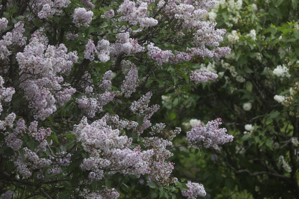 The weight of the blooming lilacs start to weigh on the branches of this bush.