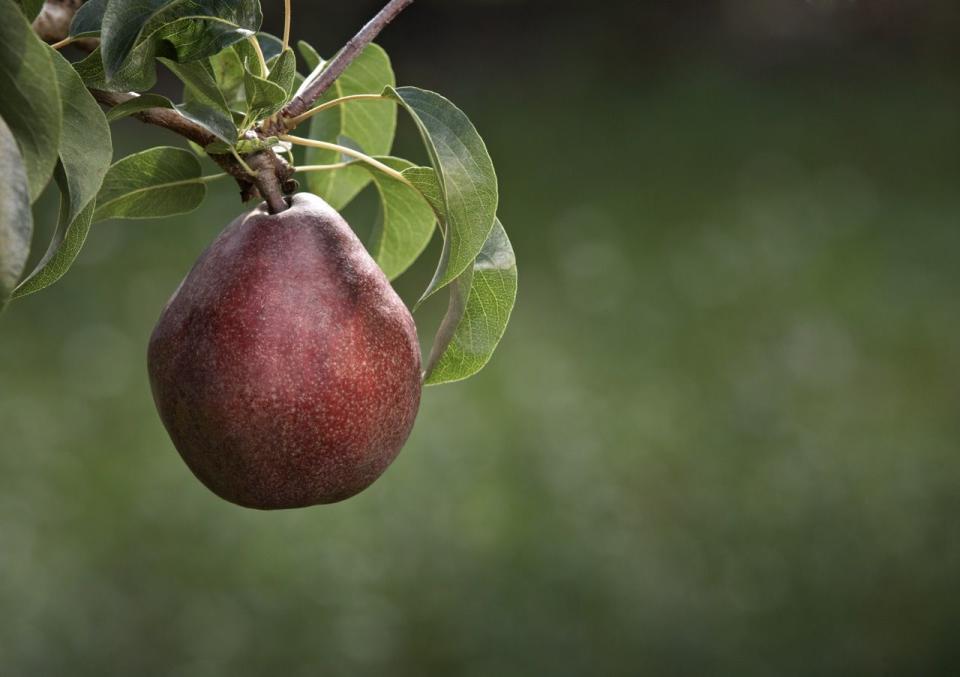 a red pear on a branch