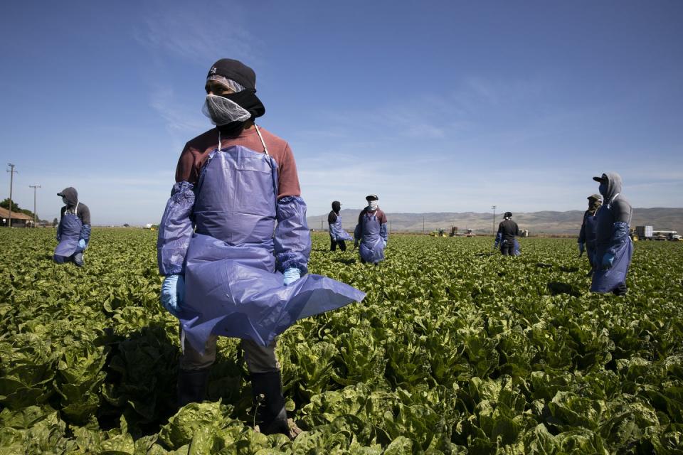 Farmworkers in a field in California.