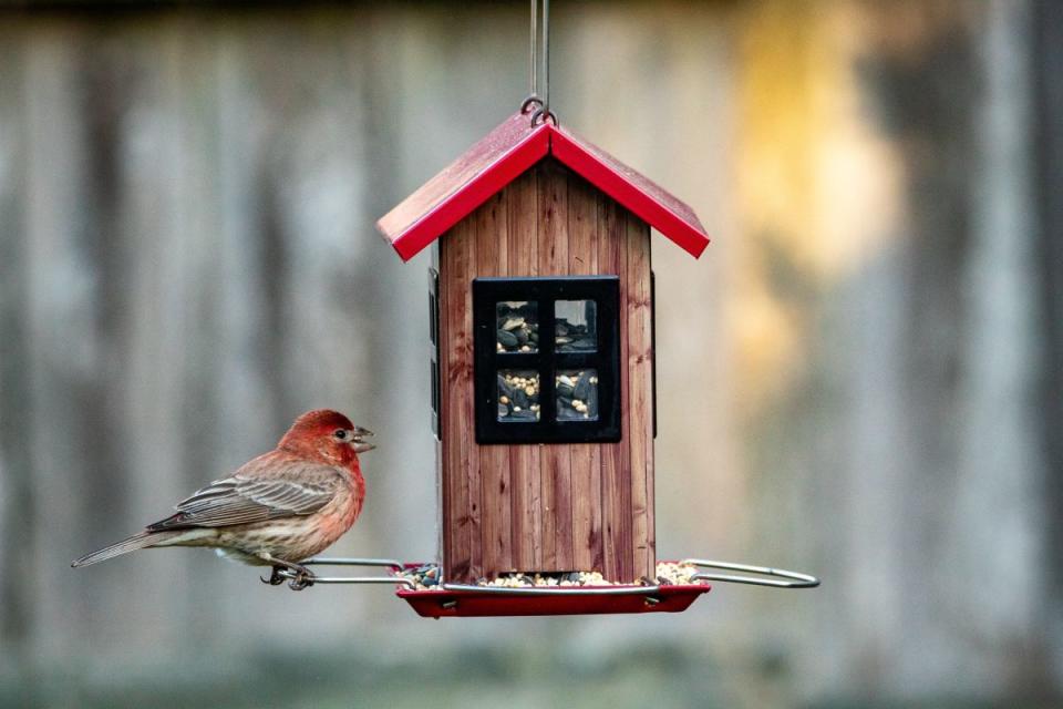 Keep bird feeders distanced from your porch.<p>Photo by Joshua J. Cotten on Unsplash</p>