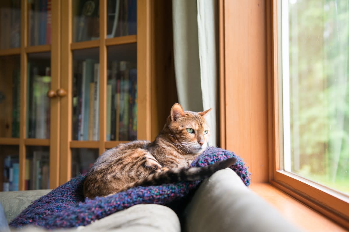 An orange cat cuddling a blue throw blanket<p>Anna Hoychuk via Shutterstock</p>