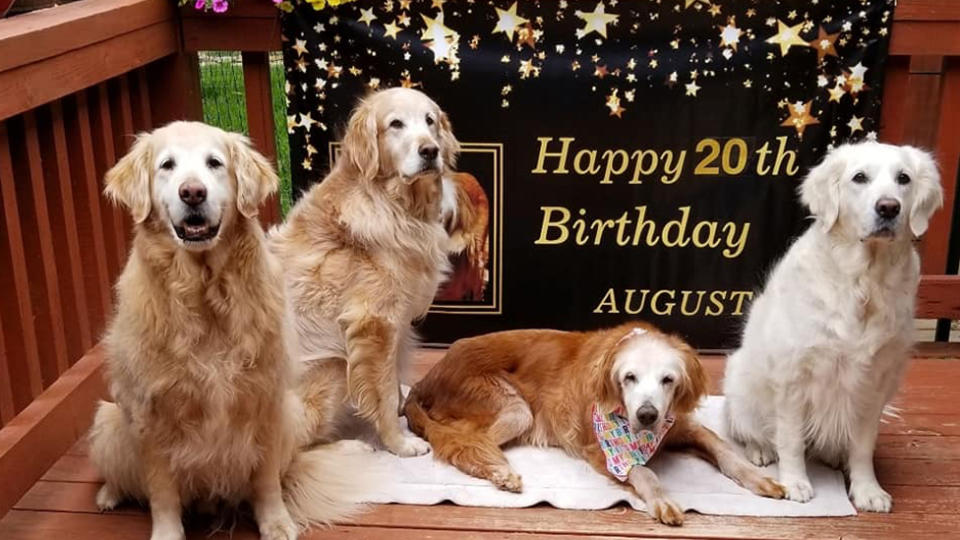 Birthday girl Augie ate a carrot cake and spent some quality time with her golden retriever siblings, Sherman, Bruce and Belle.