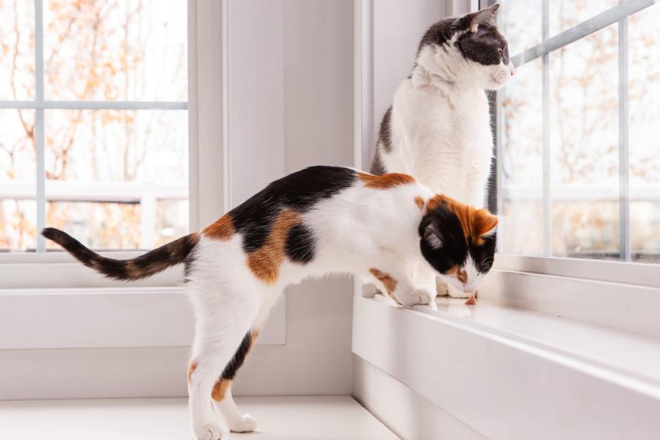 <p>Christopher Bernard/Getty</p> Two sibling cat in front of window bench with winter in background