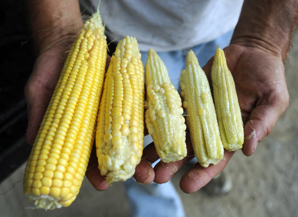 Farmer Joe Fischer holds ears of corn showing the variety of kernal development Thursday, July 12, 2012, at Fischer Farms Inc. in Owensboro, Ky. Normally the silks would already be brown, Fischer said. "There is no pollen left because the silks were delayed. . . because it has been too hot and dry," Fischer said. All five Owensboro-area counties have been designated primary disaster areas because of drought. (AP Photo/The Messenger-Inquirer, John Dunham)