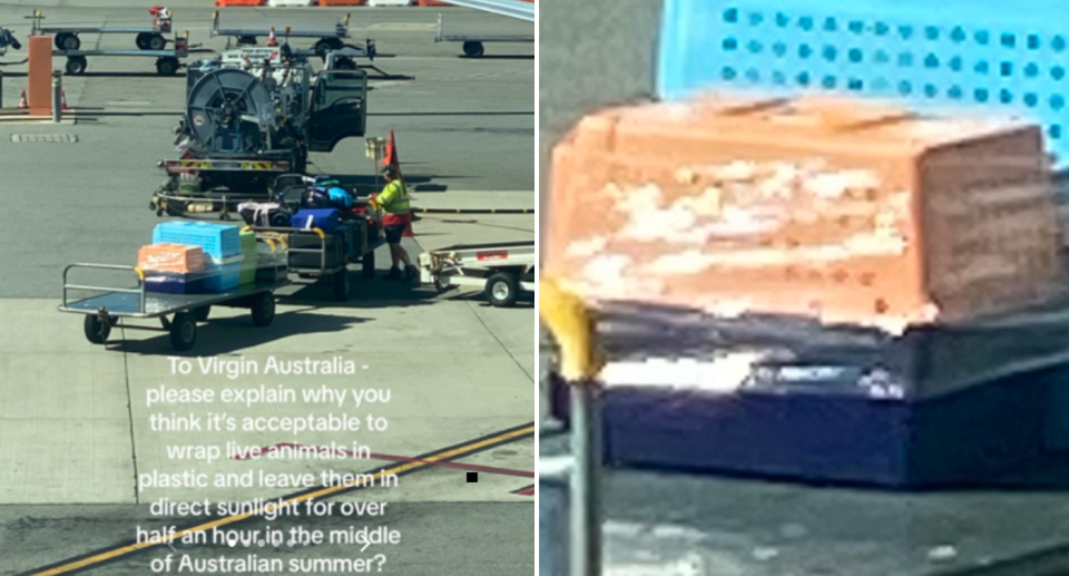 Images of the four pet crates, wrapped in plastic on the sides, sitting on a trailer in the sun on the tarmac waiting for the Virgin flight.