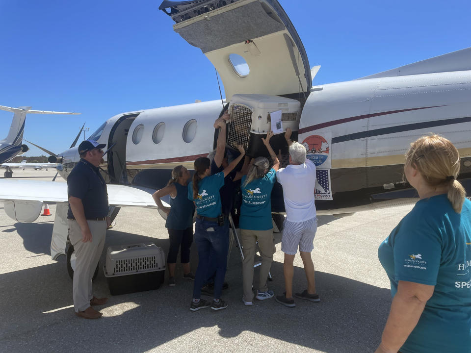 Animal rescuers in Naples, Florida, load adoptable dogs and cats on a plane bound for Delaware on Oct. 3, 2022. (Humane Society Naples)