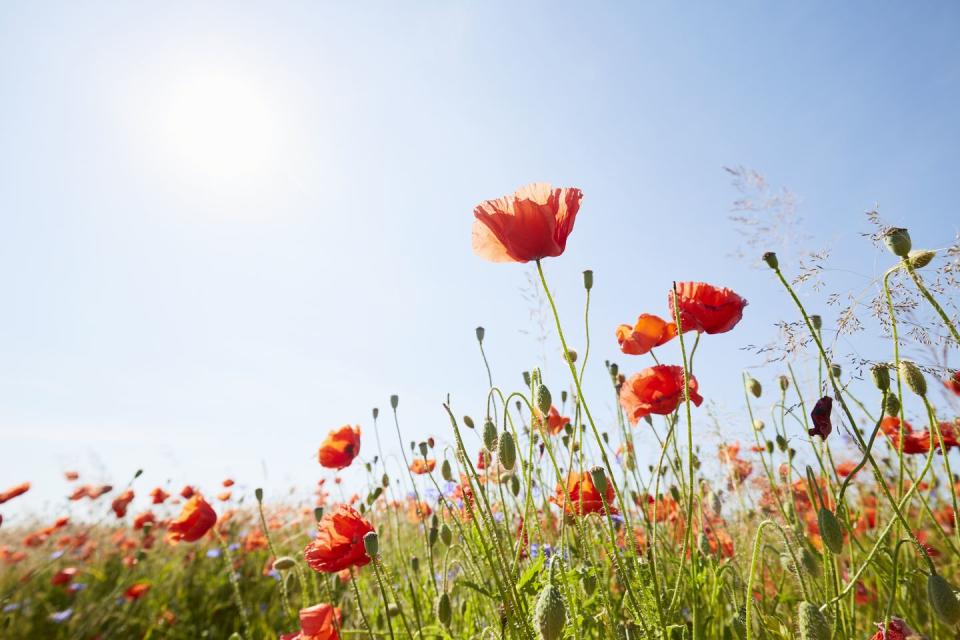 4) Common Poppy (Papaver rhoeas)