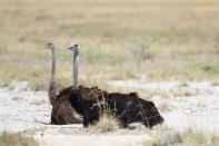 <p>A pair of ostriches sit in grasslands to cool off on a hot day in Etosha National Park. (Photo: Gordon Donovan/Yahoo News) </p>