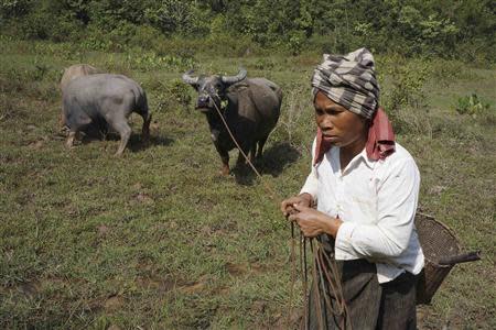 A villager leads her buffalos in Khammouane province October 27, 2013. REUTERS/Aubrey Belford