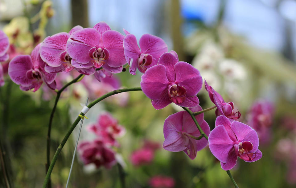 Orchid or Moth Orchid flower. (Getty Images)