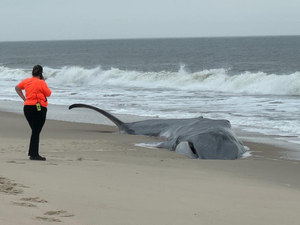 The fin whale that beached itself at Delaware Seashore State Park May 5, 2024, died overnight.