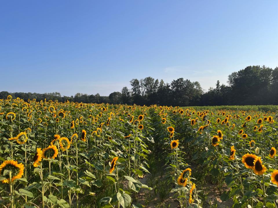 Tendercrop Farm is having their 6th annual Sunflower Festival on Sept. 9-10, 2023.