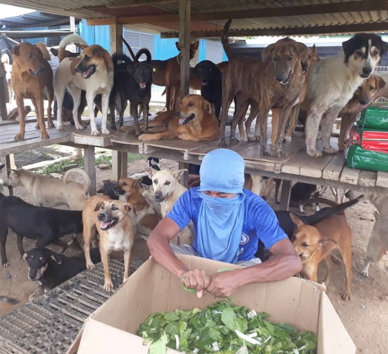 A worker in the shelter tearing vegetable leaves into smaller pieces to be cooked with rice for the dogs. ― Picture by Anne Grace Savitha