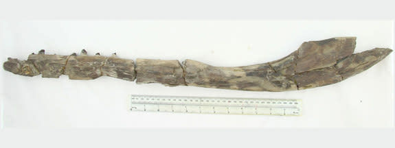 It's uncertain how large the super-predator <em>Tyrannoneustes</em> was, but the right side of its lower jaw (shown here) was at least 26 inches (67 cm) long.