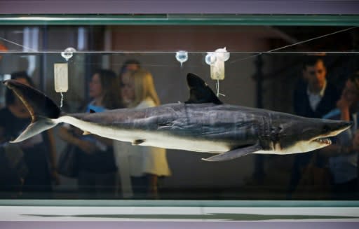 Mako sharks are often targeted for their fins which are used in shark fin soup