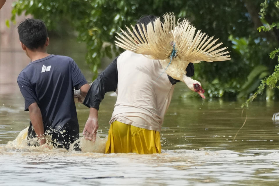 A boy carries a goose as they negotiate a flooded road due to Typhoon Noru in San Miguel town, Bulacan province, Philippines, Monday, Sept. 26, 2022. Typhoon Noru blew out of the northern Philippines on Monday, leaving some people dead, causing floods and power outages and forcing officials to suspend classes and government work in the capital and outlying provinces. (AP Photo/Aaron Favila)