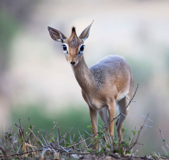 Kirk's Dik-Dik, Tarangire National Park, Tanzania / © Torsten Stahlberg