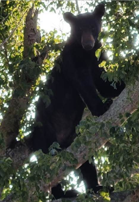 PBSO deputies shot and killed this black bear in the Saratoga Lakes community in Royal Palm Beach on Saturday.