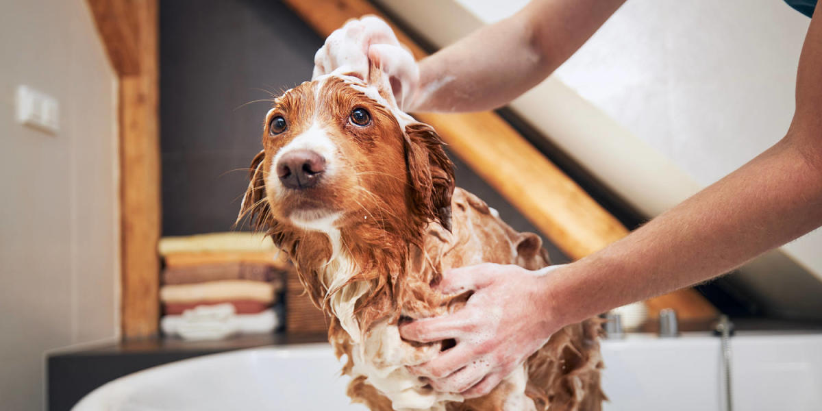 How often to bathe your dog