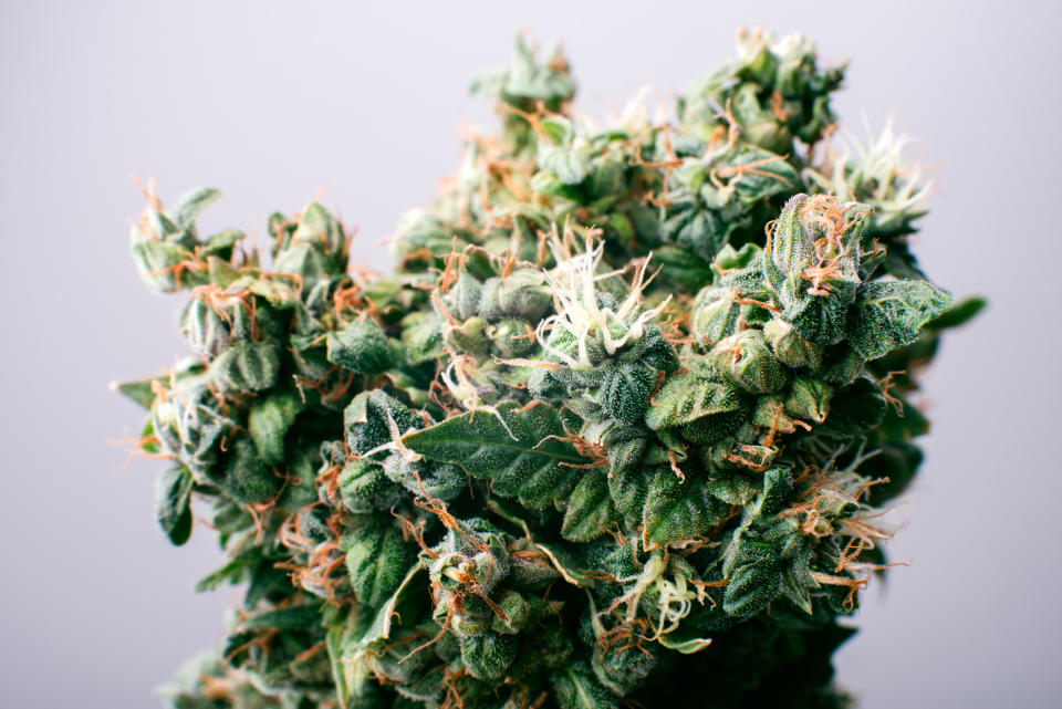 A marijuana flower set against a grayish background.