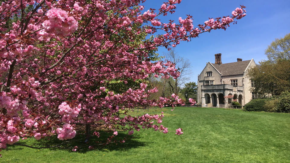 Bright pink cherry blossoms in full bloom by Coe Hall at the Planting Fields Arboretum State Park in Upper Brookville, Oyster Bay, Long Island, NY.