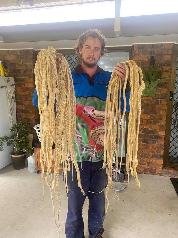 About 50 snake skins were found in a Queensland family's roof. Source: Sunshine Coast Snake Catchers 24/7