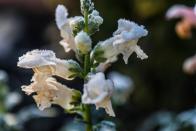 <p>Named Snapdragon for when the throat is squeezed, the 'mouth' of this flower snaps open like a dragon. This is another great border plant – these flower spikes bloom from the bottom up so they give continuous colour. They are also fantastic for cut flowers, so with these in your garden, you’ll be flower arranging in no time. Snapdragon prefers lots of sun in damp soil. Remember to trim the tops when they get too high and water consistently for ongoing blooms, even in the cooler temperatures.</p><p><strong>SHOP NOW...</strong></p><p>• <a href="https://www.crocus.co.uk/plants/_/antirrhinum-majus-night-and-day/classid.2000023936/" rel="nofollow noopener" target="_blank" data-ylk="slk:Antirrhinum majus 'Night and Day' via Crocus;elm:context_link;itc:0;sec:content-canvas" class="link ">Antirrhinum majus 'Night and Day' via Crocus</a></p><p>• <a href="https://www.suttons.co.uk/flower-seeds/antirrhinum-snapdragon-seeds/antirrhinum-seeds-twilight-mix_MH-53190" rel="nofollow noopener" target="_blank" data-ylk="slk:Antirrhinum Seeds - Twilight Mix via Suttons;elm:context_link;itc:0;sec:content-canvas" class="link ">Antirrhinum Seeds - Twilight Mix via Suttons</a></p>