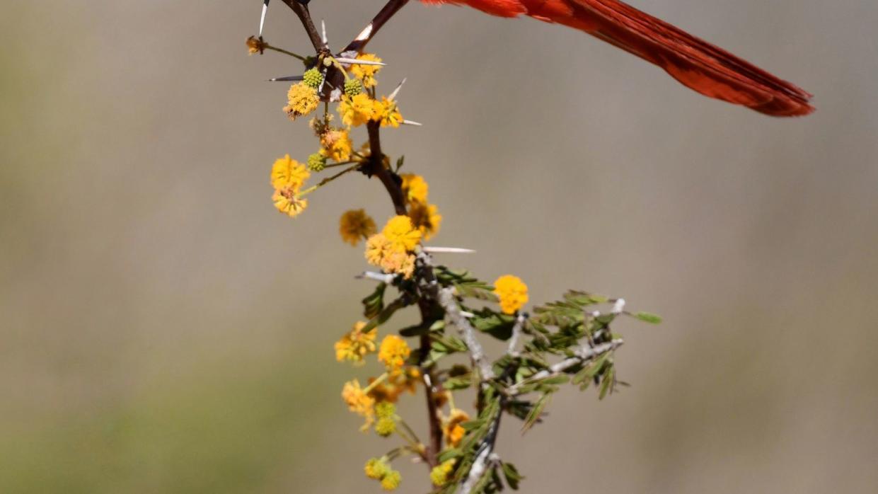 male cardinal on a branch with yellow flowers