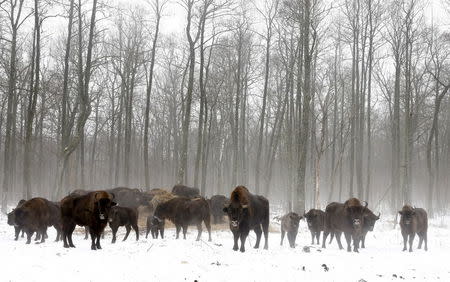 Bisons are seen at a bison nursery in the 30 km (19 miles) exclusion zone around the Chernobyl nuclear reactor near the abandoned village of Dronki, Belarus, January 28, 2016. REUTERS/Vasily Fedosenko