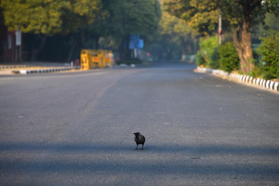 A crow sits on a deserted road during a one-day Janata (civil) curfew imposed amid concerns over the spread of the COVID-19 novel coronavirus, in New Delhi on March 22, 2020. (Photo by Sajjad HUSSAIN / AFP) (Photo by SAJJAD HUSSAIN/AFP via Getty Images)