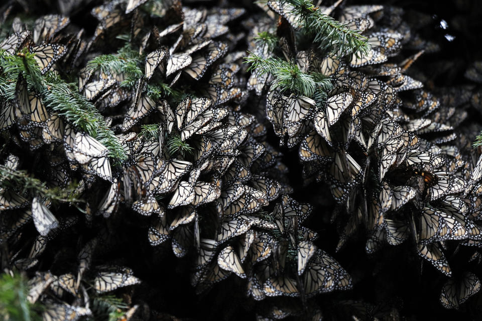 Monarch butterflies cluster on tree branches in the Amanalco de Becerra sanctuary, on the mountains near the extinct Nevado de Toluca volcano, in Mexico, Thursday, Feb. 14, 2019. For years park rangers and conservationists working around Mexico’s Nevado de Toluca volcano chased rumors of a monarch butterfly colony that wintered high in a forest of oyamel firs in some corner of the 132,000-acre national reserve. (AP Photo/ Marco Ugarte)