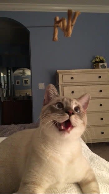 another cat laying down and playing with the toy