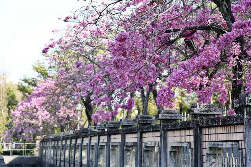 黃金、紫紅、粉紅風鈴木盛開　來嘉義市賞花！